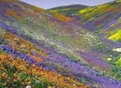 Discover Eastern Himalaya Ii (Kalimpong 1N - Darjeeling 2N - Pelling 2N - Gangtok 3N - Lachen 2N Tou