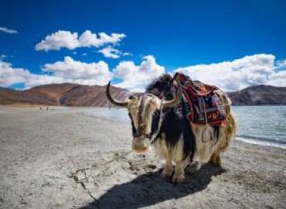 Leh to Pangong Lake 7 Days Tour