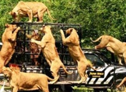 Simply Thailand Tour