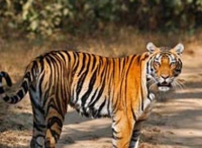 Wildlife Tour in Madhya Pradesh