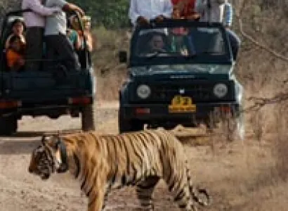Ranthambore for 3 days Tour
