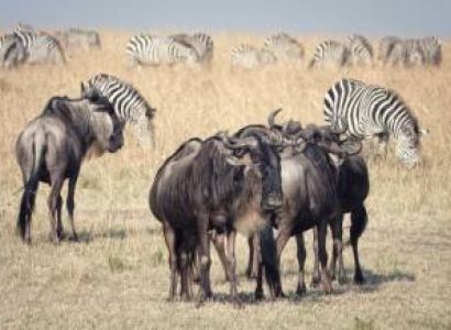 Nairobi & Masai Mara & Nakuru 6 Days Luxury Holiday Package