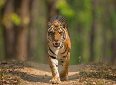 Wildlife Tours in India Tour