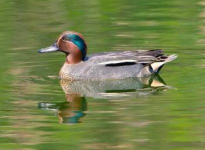 South India Wildlife Tour