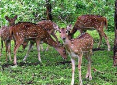 South India Spices & Sandalwood Tour