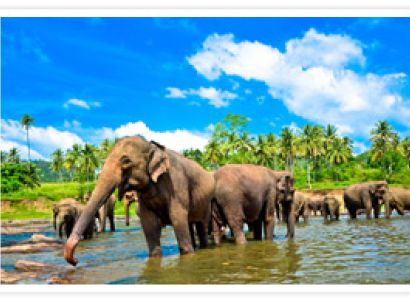 Splendours of Srilanka Tour