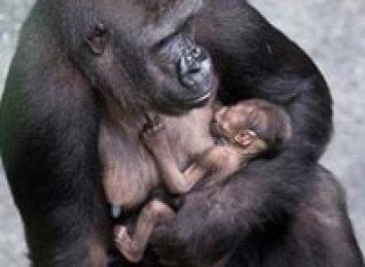 7 Days In Rwanda Tour