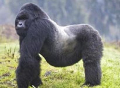 7Days Great Apes Mid-Range Tour