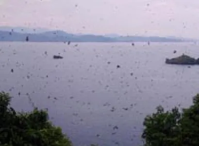 5 Days Rwanda Gorilla & Lake Kivu