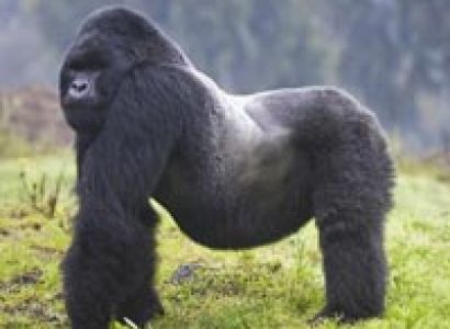 3-Day Rwanda Gorilla Direct- Mid-Range Trip Package