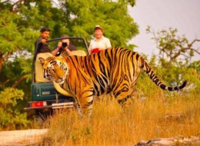 Wildlife Tour Package