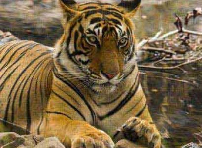 Wildlife and Beaches Special Tour