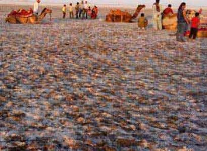 Kutch Special Tour