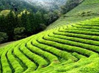 Queen of Hills, Ooty Tour