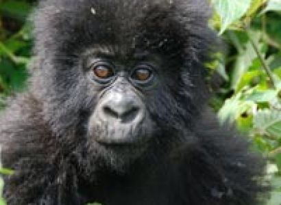 Gorilla Tracking Tour