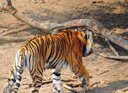 Short Escape to Sariska Tour