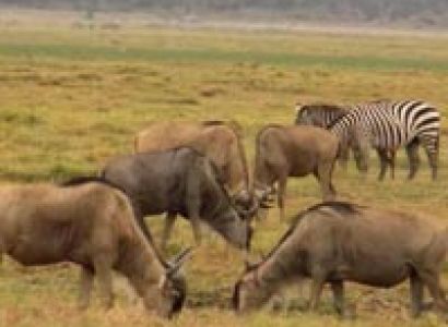 5days 4 nights Kenya safari Tour