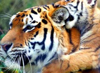 Periyar Tour with Treehouse