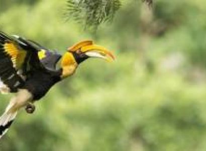 North India Bird Watching Tour Package