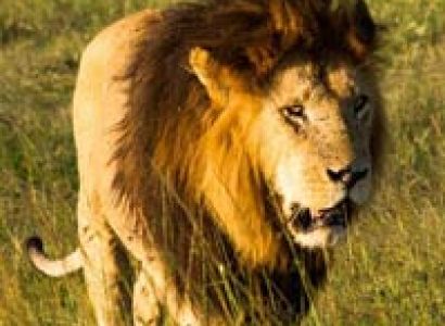 Kenya Safari Package