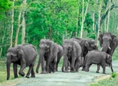 Mumbai Bangalore Bandipur Circuit Tour