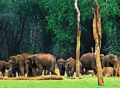 Kerala Wildlife Tour Package