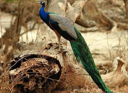 Short  Escape  to Sariska Tour