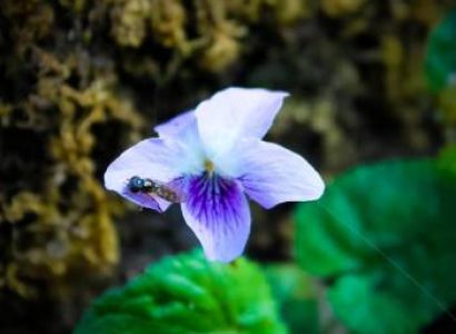 Har Ki Dun Trek Tour