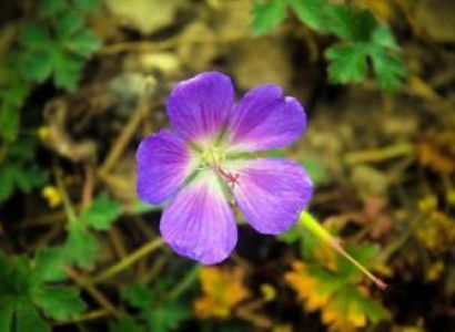 Trek to Dodi Taal Tour