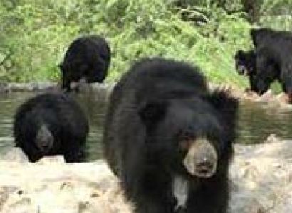 Wildlife SOS Tour by Car from Agra