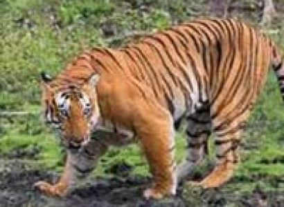 Short Escape to Bandipur National Park Tour