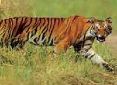 Delhi-Corbett National Park Weekend Tour