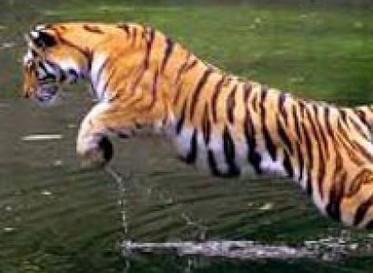 Jim Corbett with Nainital Tour