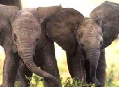 Corbett Weekend Safari Tour