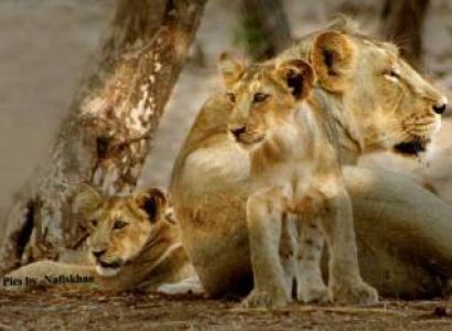 Beach & Wildlife in Gujarat Tour