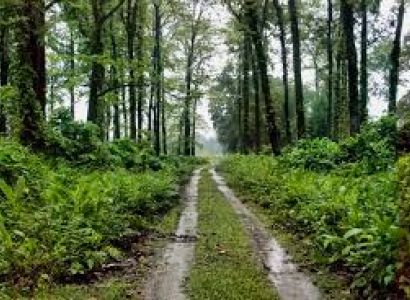 Trip to Jaldapara Tour