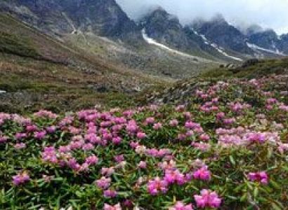 Explore Valley of Flowers Tour