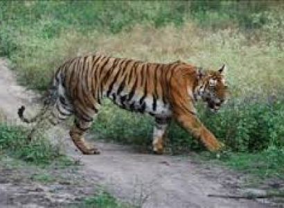 Wildlife Tour with Back Water & Best Temple