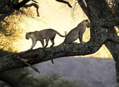 12 Nights 13 Days Tea & Wildlife Trails Tour