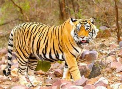 Golden Triangle Tour with Ranthambore