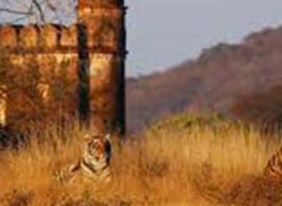 Short Escape to Ranthambore