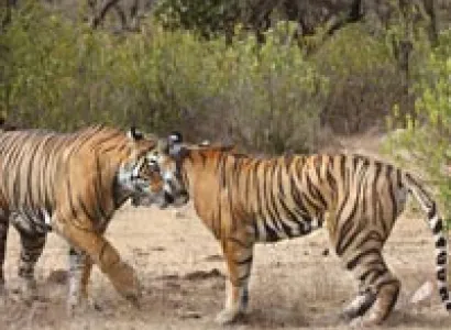Short Escape to Sariska Tour