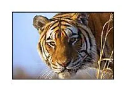 Golden Triangle & Tiger Tour