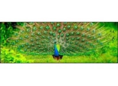 Scenic Sri Lanka 10 Days / 9 Nights Tour