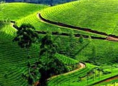Beautiful Darjeeling Tour