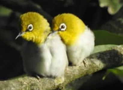 Pangot Birding 2nights/3days Tour