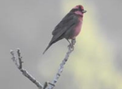 Nandhaur wildlife and Naina devi birding tour