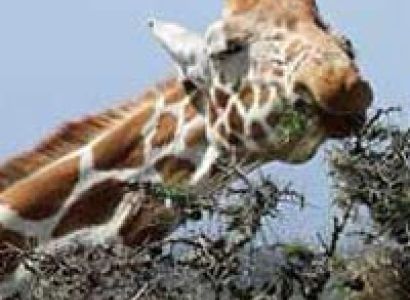 3 Days Kenya Budget Tented Camp Safaris Masai Mara Tour