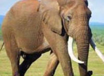 4 Days Kenya Budget Tented Trips Masai Mara Nakuru