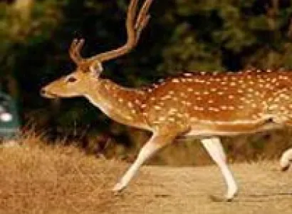 Nagpur to Pench National Park Weekend Tour